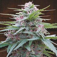 PANAMA  5pcs feminized (Ace Seeds)