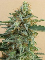 TIKAL  5pcs feminized (Ace Seeds)