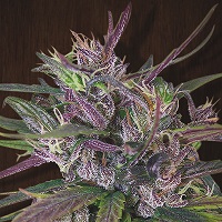 OLDTIMERS HAZE  10pcs regular (Ace Seeds)