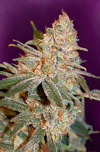 BLACK DIESEL  1pcs feminized (Advanced Seeds)