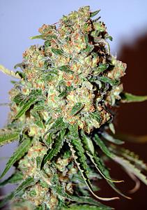 CRITICAL  1pcs feminized (Advanced Seeds)