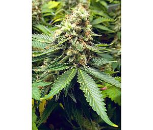 EARLY WIDOW  1pcs feminized (Advanced Seeds)