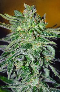 HAZE MIST  1pcs feminized (Advanced Seeds)