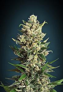 ICE KUSH  1pcs feminized (Advanced Seeds)