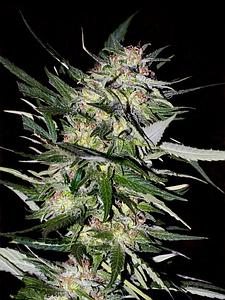 JACK PLANT  1pcs feminized (Advanced Seeds)