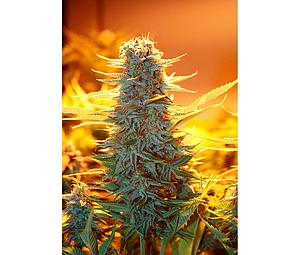 KAYA 47  1pcs feminized (Advanced Seeds)