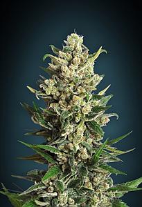 ICE KUSH  10pcs feminized (Advanced Seeds)