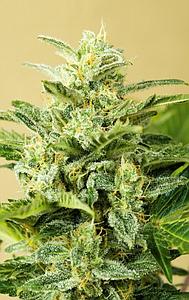 LOW GIRL  1pcs autoflower & feminized (Advanced Seeds)