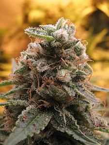 TOP-69  1pcs autoflower & feminized (Advanced Seeds)