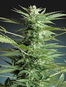 SWEET DWARF  3pcs autoflower & feminized (Advanced Seeds)