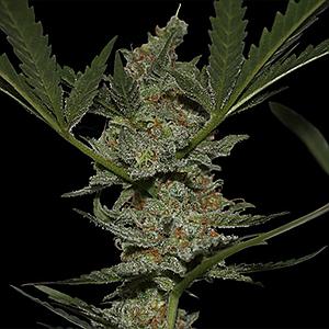 ACAPULCO GOLD  5pcs feminized (Barney's Farm)