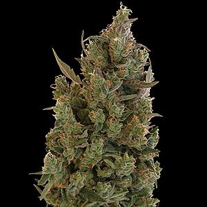 BLUE CHEESE  5pcs feminized (Barney's Farm)