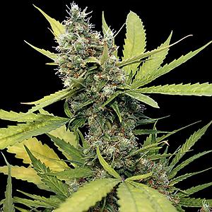 HONEY B   5pcs feminized (Barney's Farm)