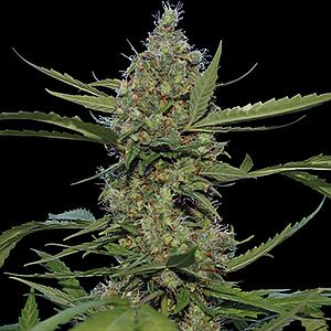 LAUGHING BUDDHA  5pcs feminized (Barney's Farm)