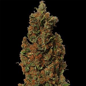 RED DIESEL  5pcs feminized (Barney's Farm)