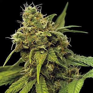 UTOPIA HAZE  5pcs feminized (Barney's Farm)