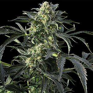 CRIMEA BLUE  10pcs feminized (Barney's Farm)