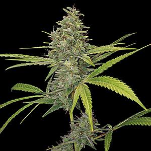 G13 HAZE  10pcs feminized (Barney's Farm)