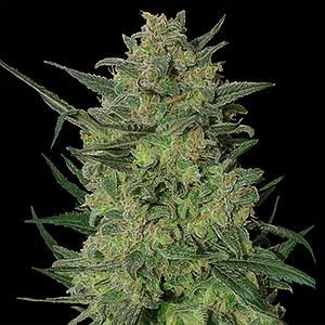 L.S.D.  10pcs feminized (Barney's Farm)