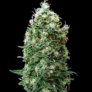 PHATT FRUITY  10pcs feminized (Barney's Farm)