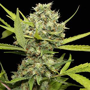 PINEAPPLE CHUNK  10pcs feminized (Barney's Farm)