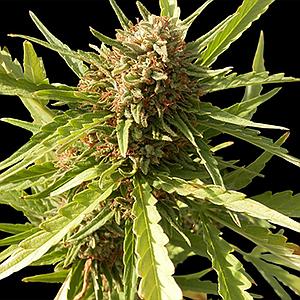 RED CHERRY BERRY  10pcs feminized (Barney's Farm)