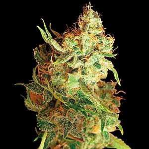 RED DRAGON  10pcs feminized (Barney's Farm)