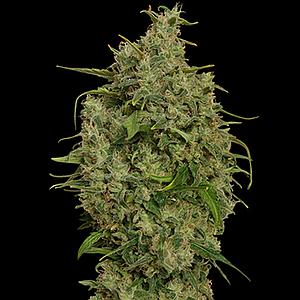 SWEET TOOTH  10pcs feminized (Barney's Farm)