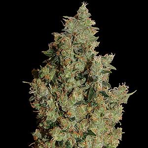 TANGERINE DREAM  10pcs feminized (Barney's Farm)