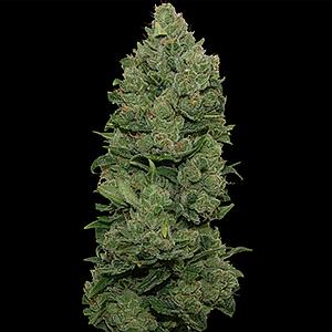 TOP DAWG  10pcs feminized (Barney's Farm)