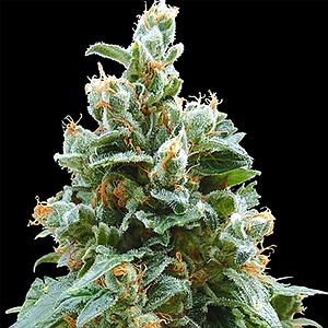 VANILLA KUSH  10pcs feminized (Barney's Farm)