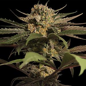 VIOLATOR KUSH  10pcs feminized (Barney's Farm)