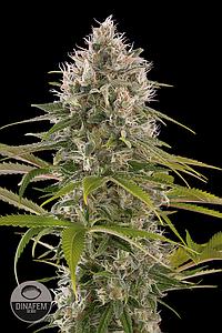 INDUSTRIAL PLANT  1pcs feminized (Dinafem)