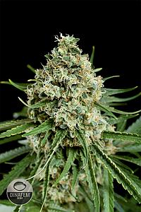 CRITICAL+  3pcs feminized (Dinafem)