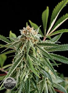 ROYAL HAZE  3pcs feminized (Dinafem)