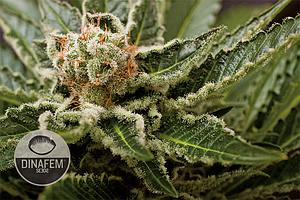 SHARK ATTACK  3pcs feminized (Dinafem)