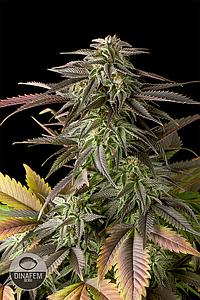 BLUE CHEESE 5pcs feminized (Dinafem)