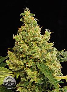BLUE HASH  5pcs feminized (Dinafem)