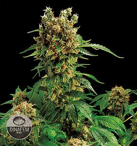 CALIFORNIA HASHPLANT  5pcs feminized (Dinafem)