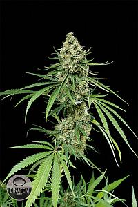 CRITICAL+  5pcs feminized (Dinafem)