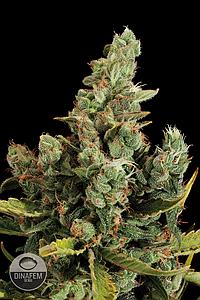 CHEESE  5pcs feminized (Dinafem)