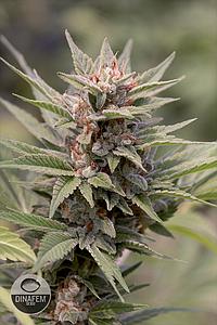 DIESEL  5pcs feminized (Dinafem)