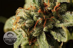 SWEET DEEP GRAPEFRUIT  5pcs feminized (Dinafem)