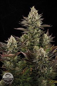 WHITE WIDOW  5pcs feminized (Dinafem)