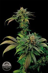 BLUE WIDOW  10pcs feminized (Dinafem)