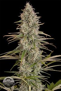 CRITICAL JACK  10pcs feminized (Dinafem)