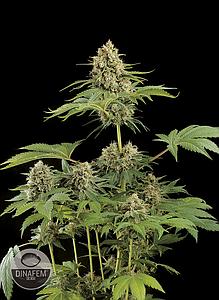 MOBY DICK  10pcs feminized (Dinafem)