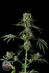 MOBY DICK #2  10pcs feminized (Dinafem)