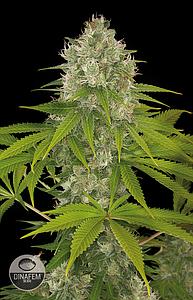 POWER KUSH  10pcs feminized (Dinafem)