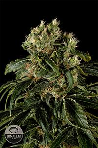 SANTA SATIVA  10pcs feminized (Dinafem)